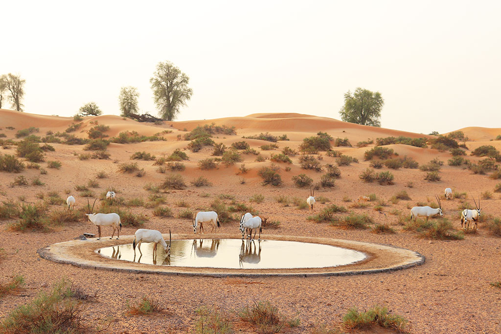 Orici in una oasi del deserto