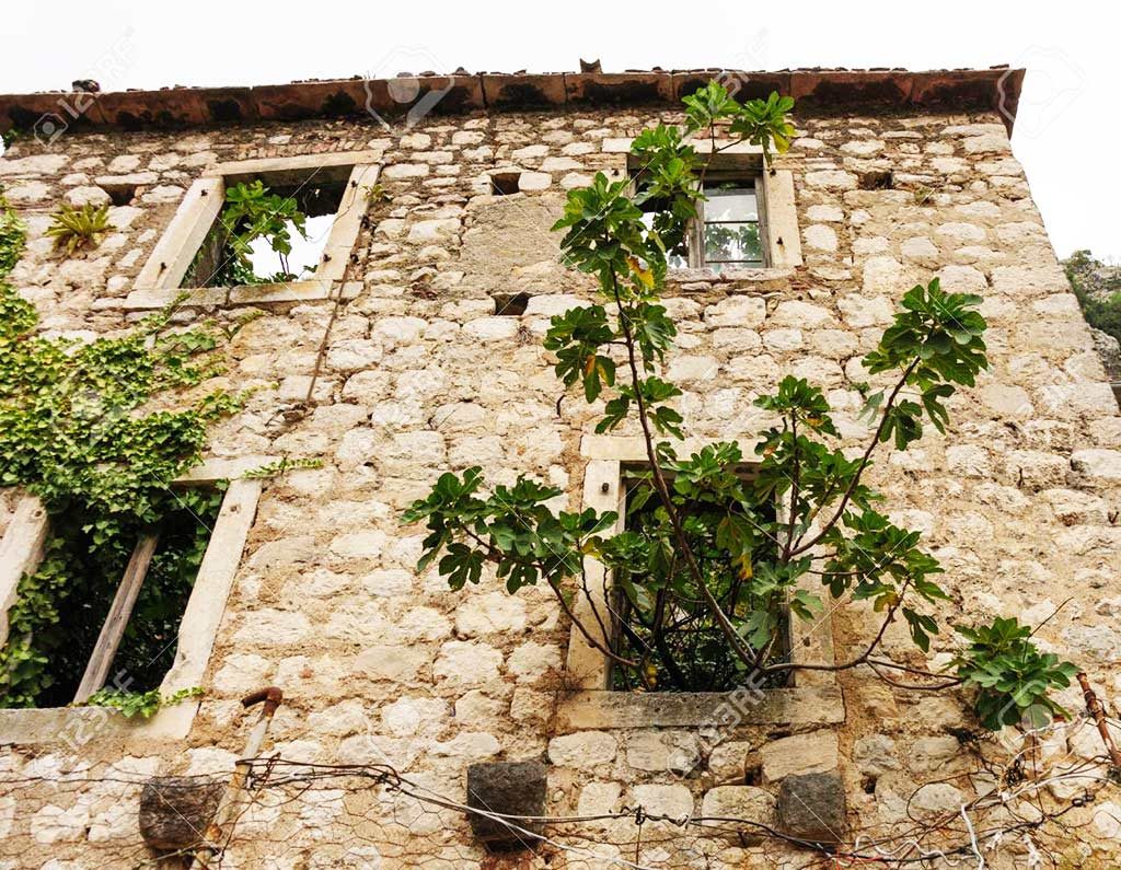 casa diroccata con alberi di fichi