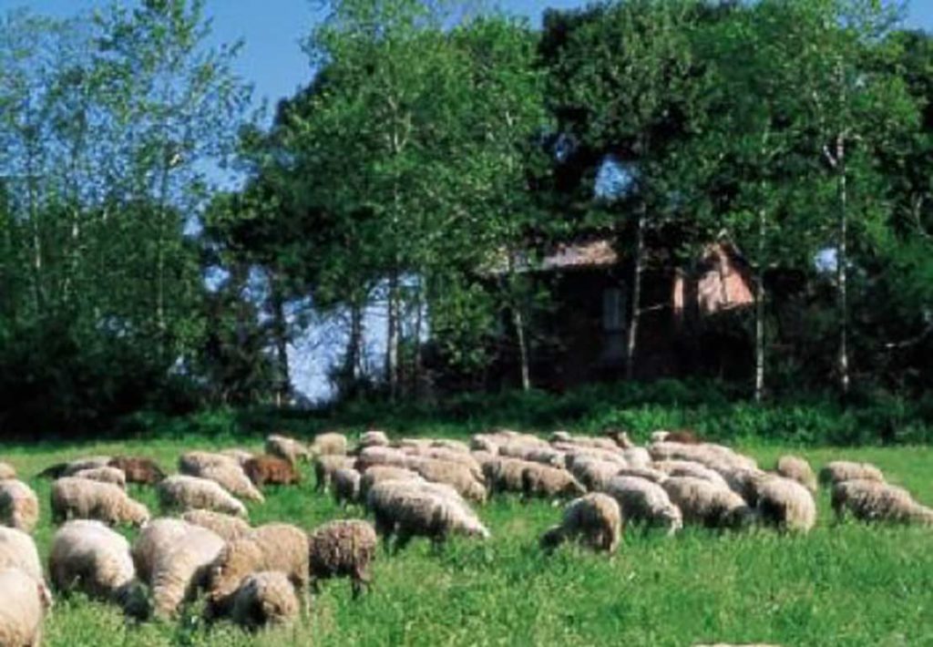 foto di pecore che pascolano